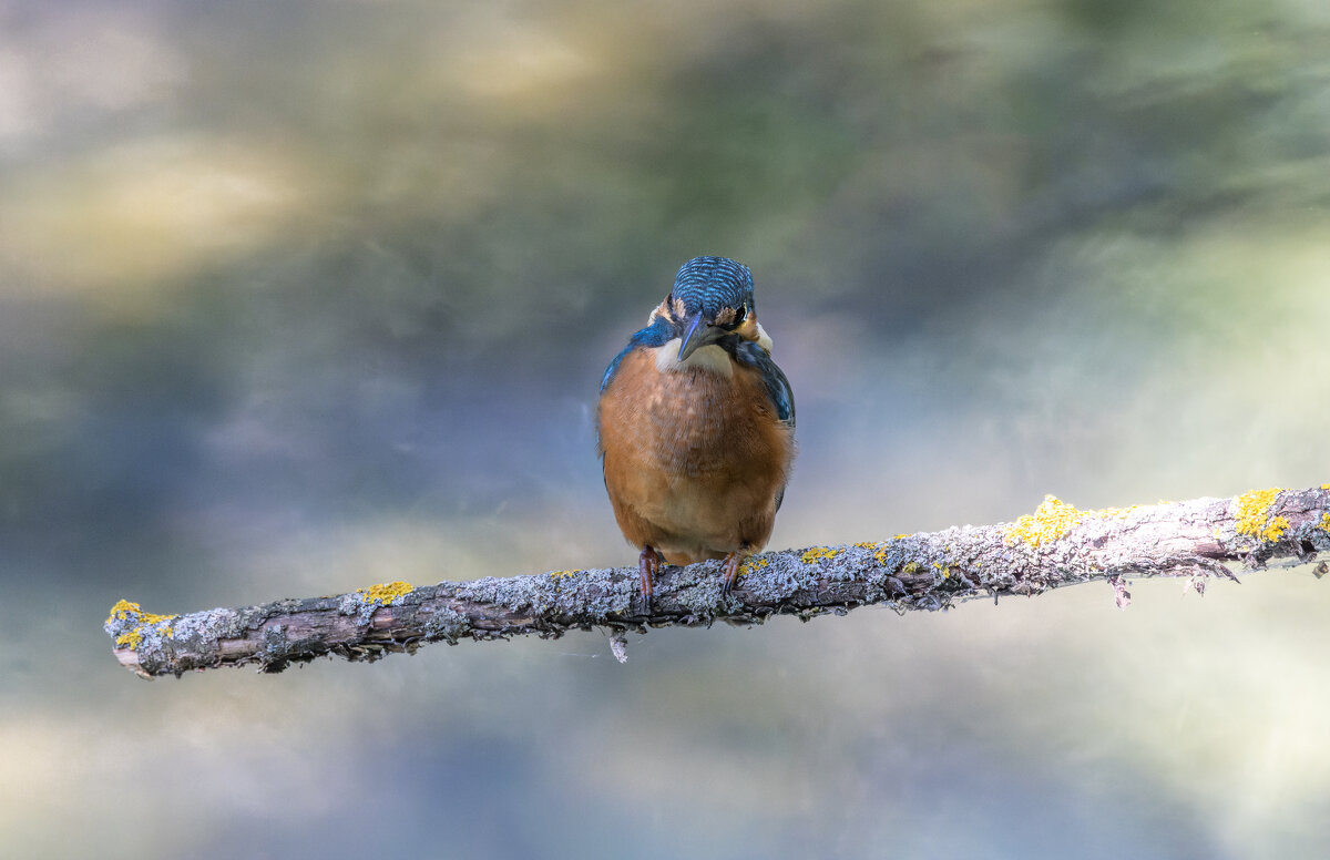 зимородок. - юрий макаров