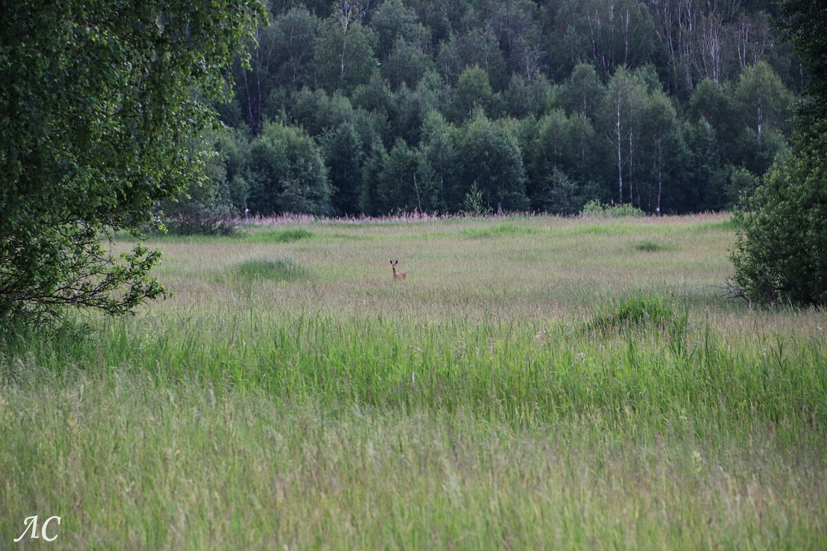Такого в городе не увидишь - Любовь Сахарова