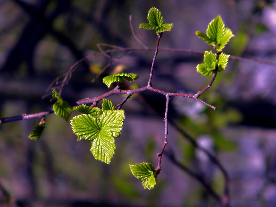 Первые листья - Роман Савоцкий