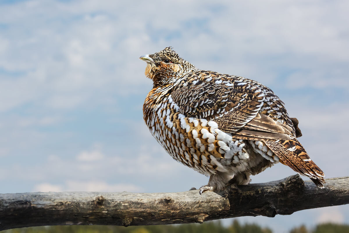 Глухарка - SanSan 