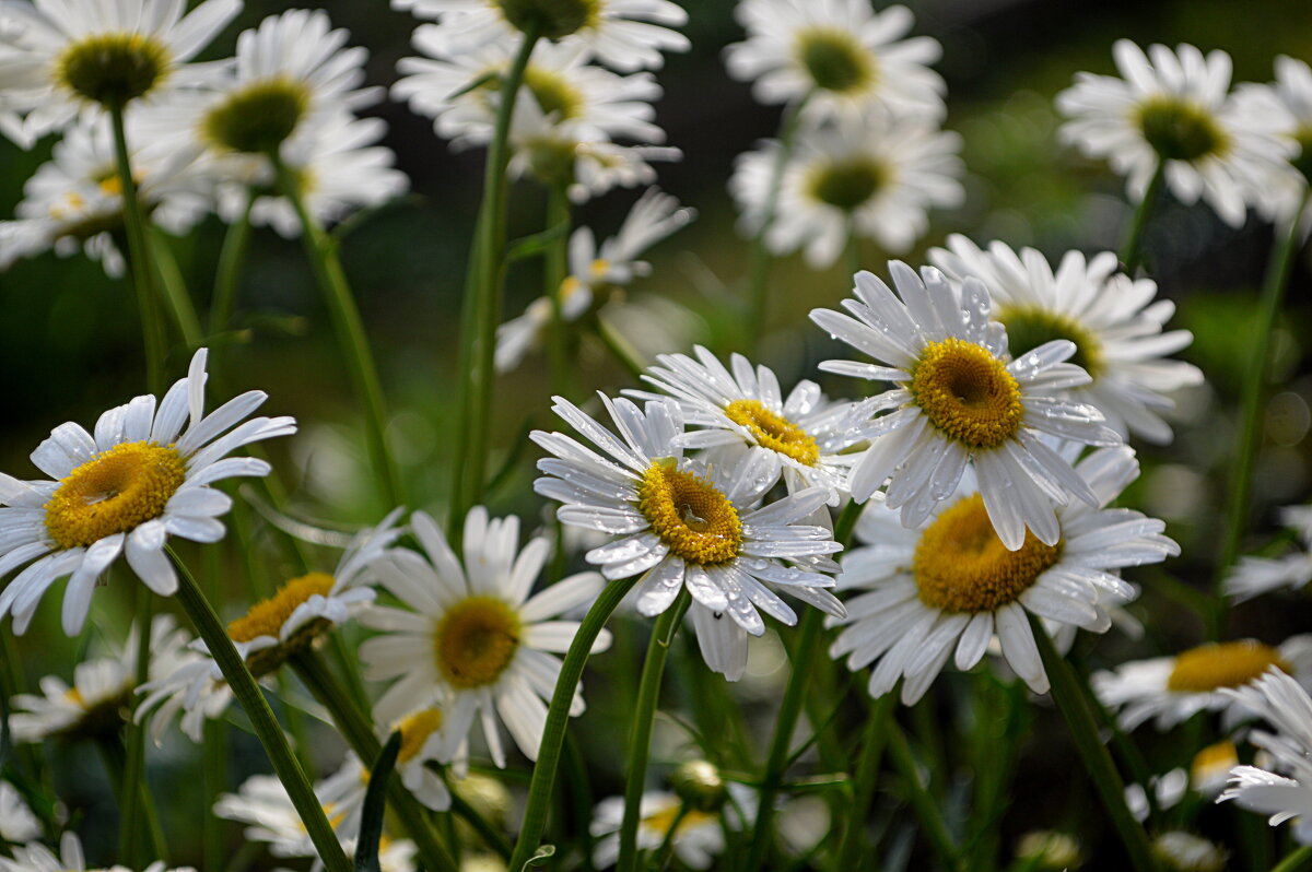 8 июля в России День семьи, любви и верности - Татьяна Лютаева