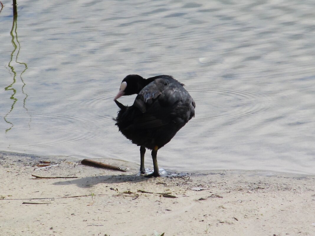 лысуха  Усманка - Елена Шаламова
