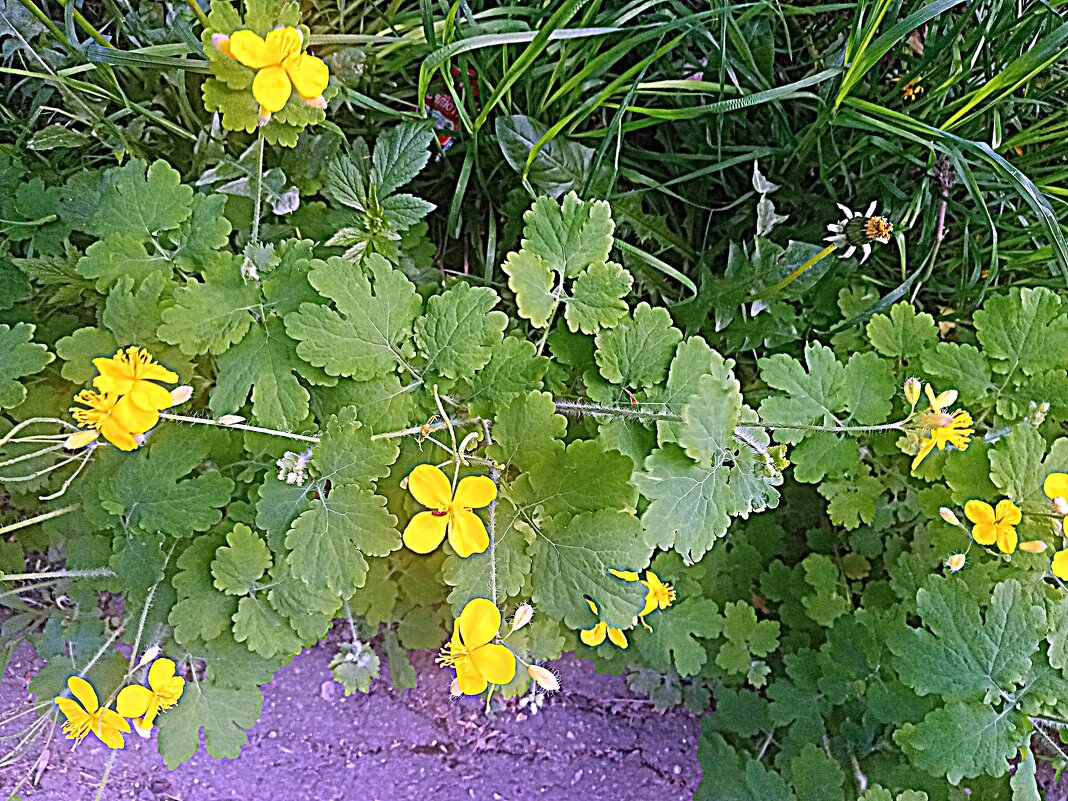 Цветы. - Владимир Драгунский