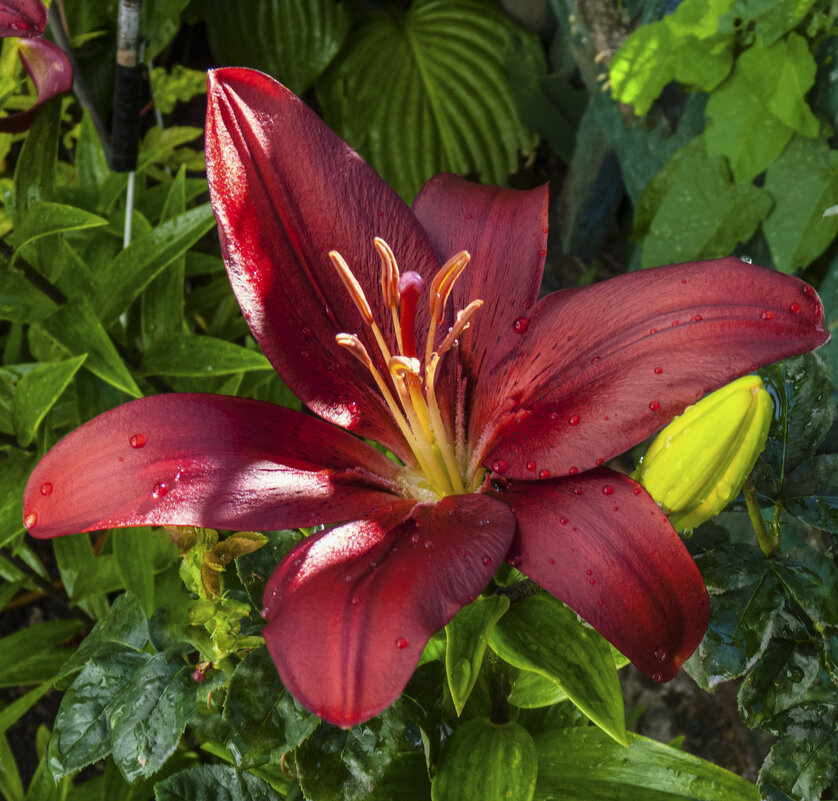 Лучи солнца и капелька росы - Валентин Семчишин Лучи солнца и капелька росы - Валентин Семчишин