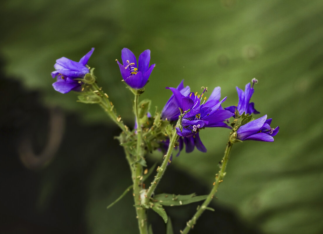 Вся родня на стебельке - LudMila Вся родня на стебельке - LudMila