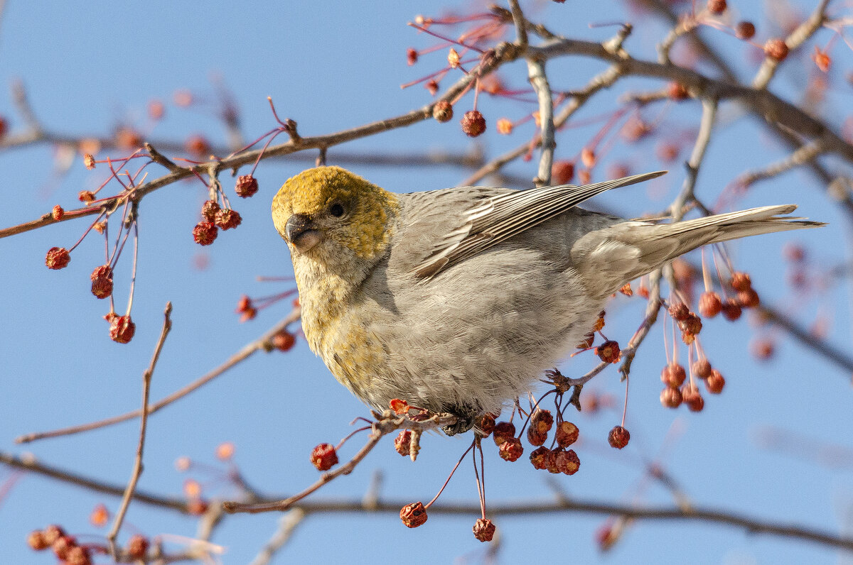 Щур - Виктор Иванович Чернюк