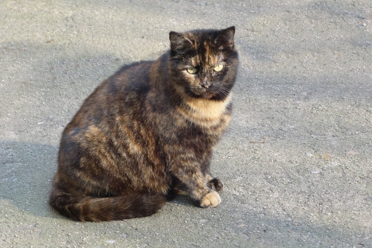 Братья наши меньшие - Рита Симонова