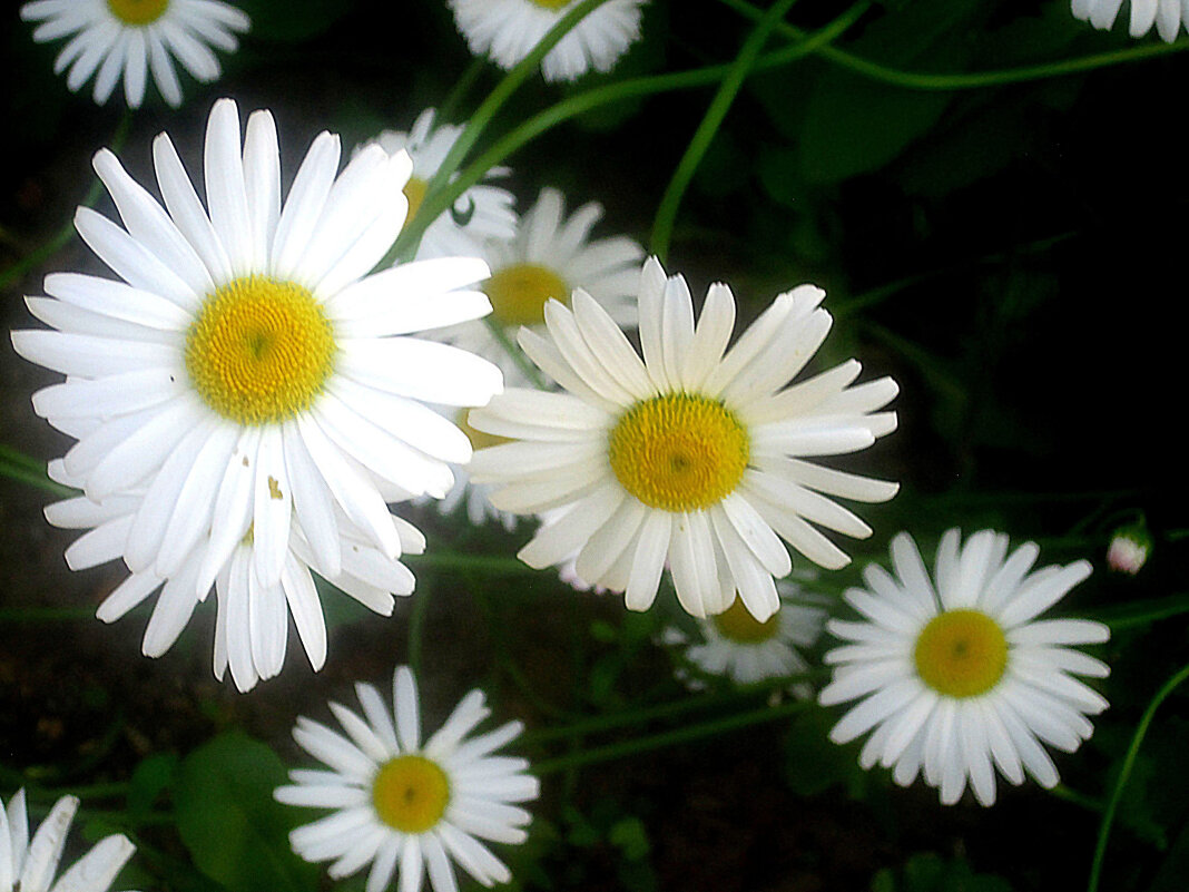 Ромашки - Елена Семигина