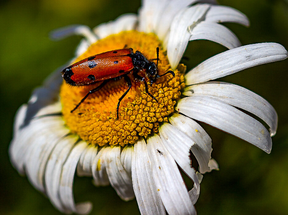 На ромашке - Светлана SvetNika17 На ромашке - Светлана SvetNika17