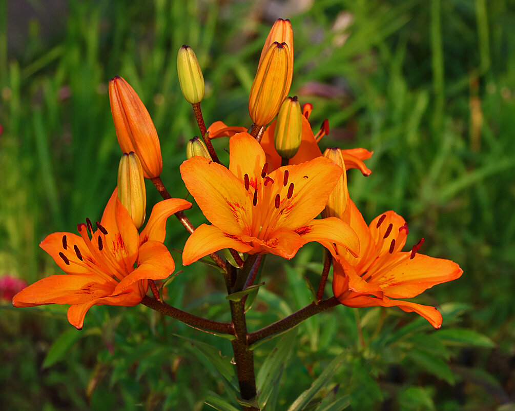 Огненный букет на корню - Светлана 