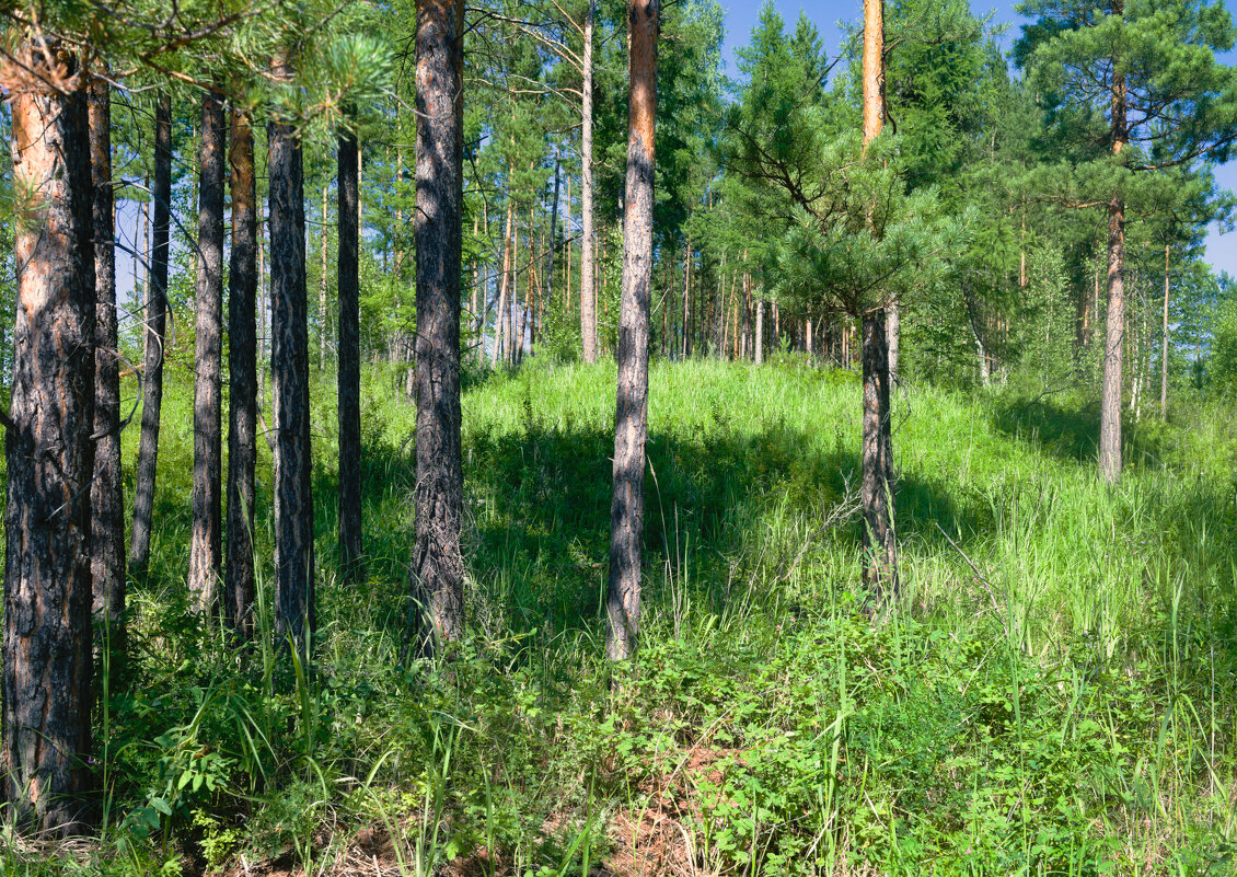 Сосны на пригорке - Сергей Шаврин