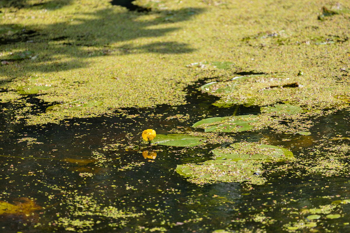 Водный пейзаж с кувшинкой - Александр Синдерёв