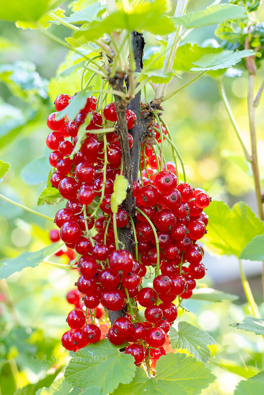 Гроздья красной смородины - Александр Синдерёв Гроздья красной смородины - Александр Синдерёв