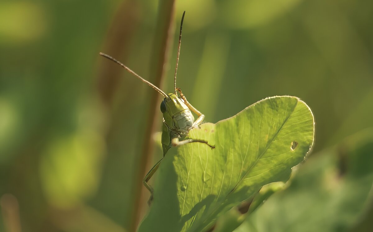 Ох, голова моя несчастная. - Вадим Басов