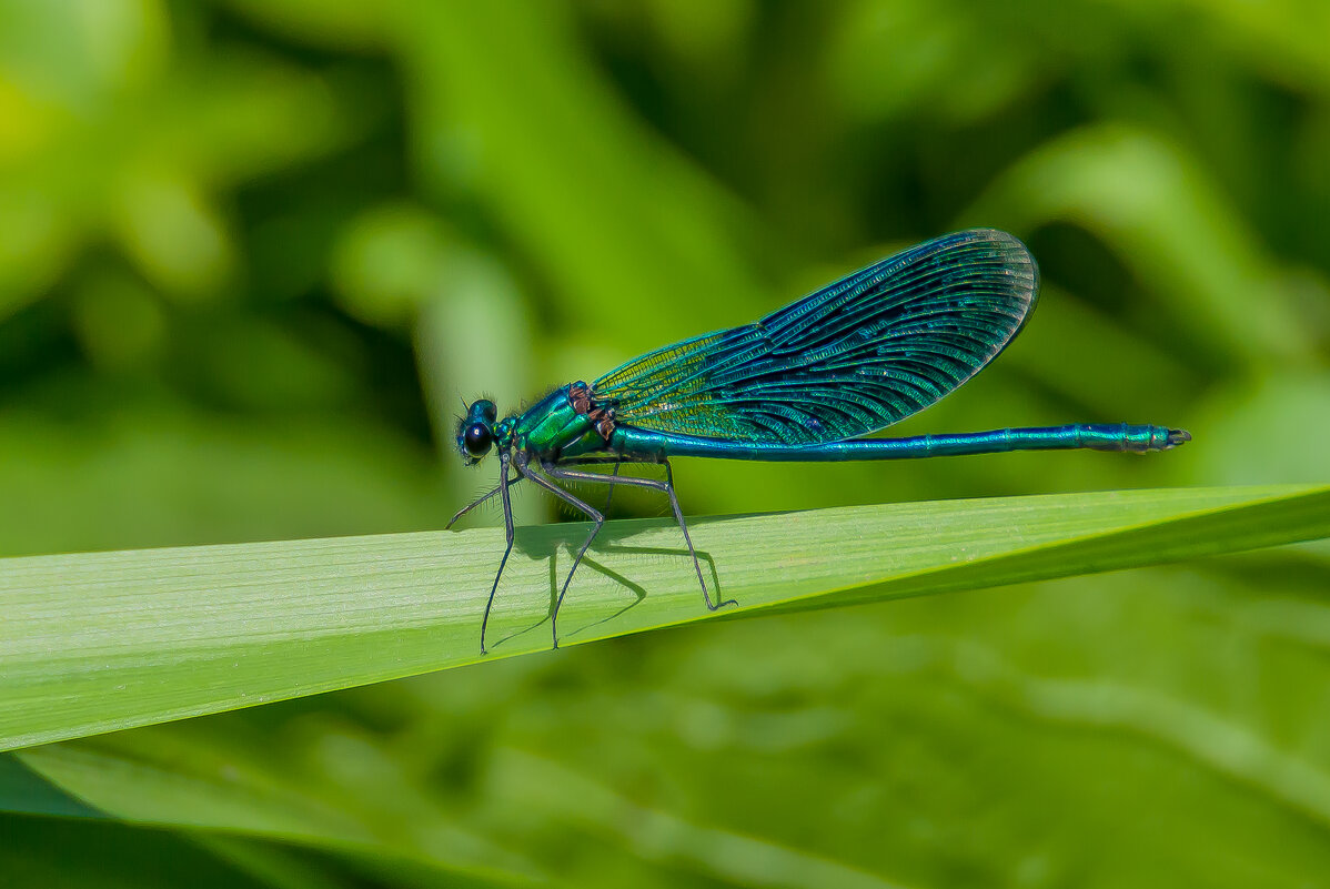Красотка темнокрылая  или Calopteryx virgo - Sergey (Apg)