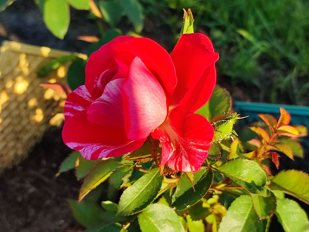 Роза - Валентина Богатко Роза - Валентина Богатко