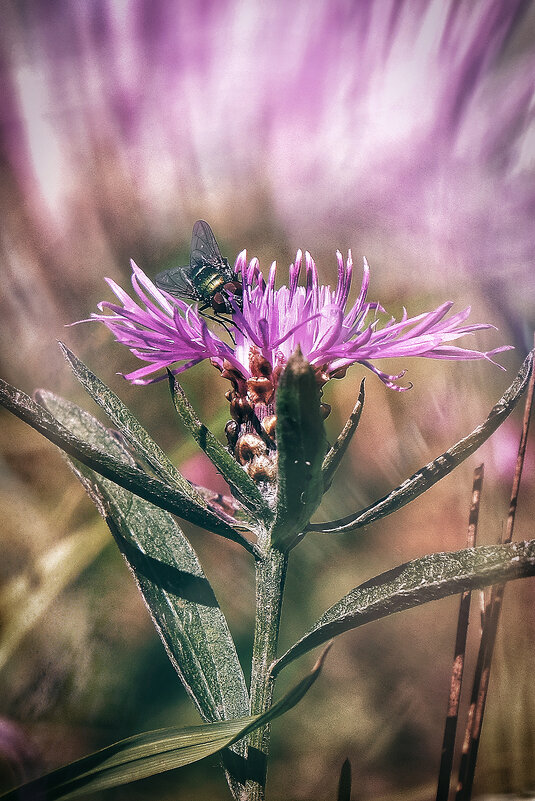 Цветок и его посетитель ;-) - Алексей Пышненко