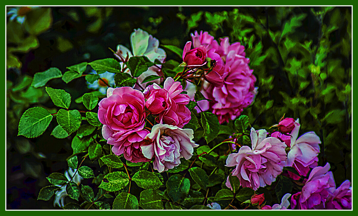 Фотозарисовка цветов - Владимир Кроливец