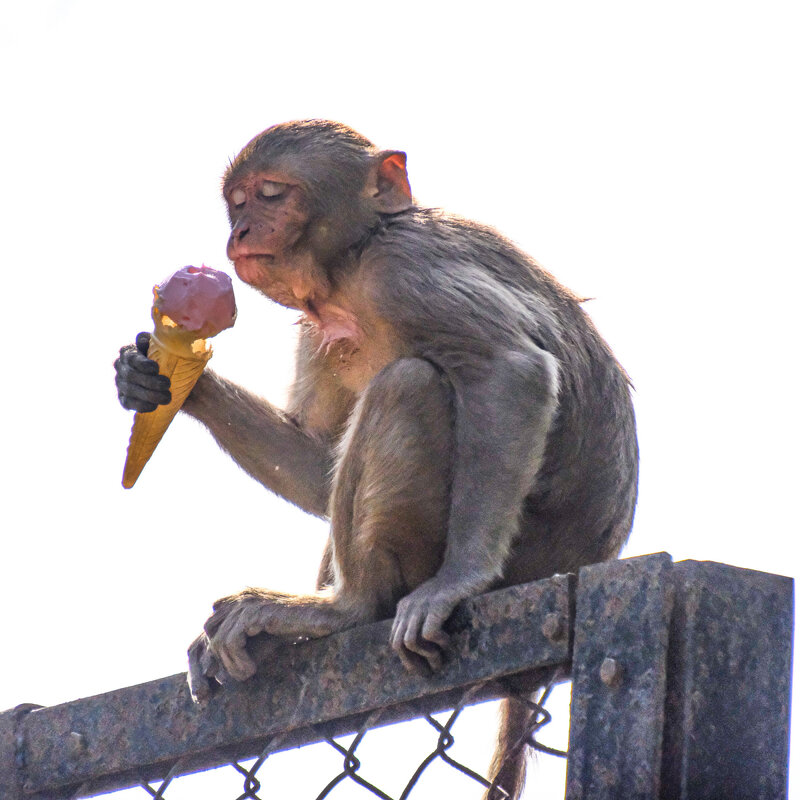 Когда жарко можно мороженое - Георгий А