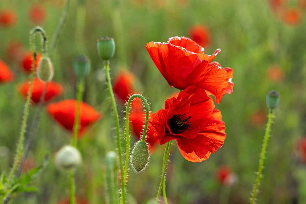 Маки... - Виктор Желенговский Маки... - Виктор Желенговский