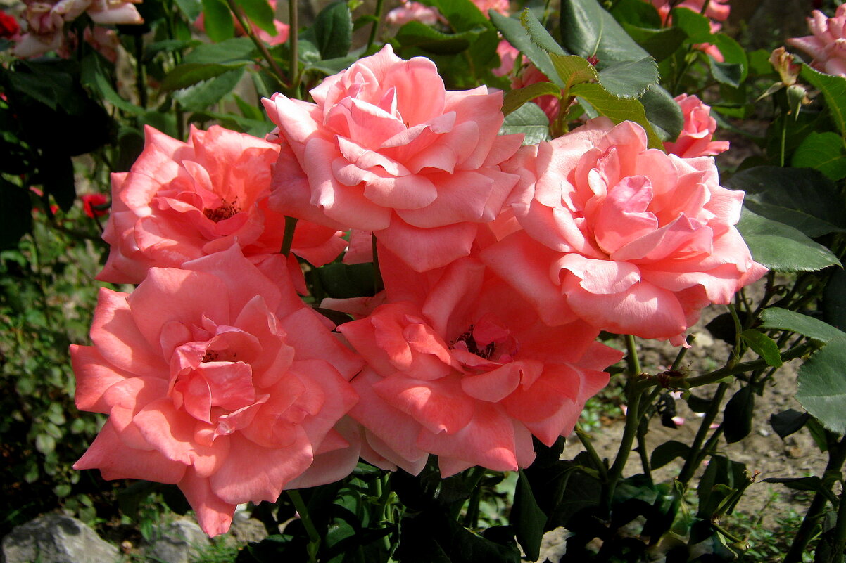 РОЗЫ - Татьяна Касьяненко РОЗЫ - Татьяна Касьяненко