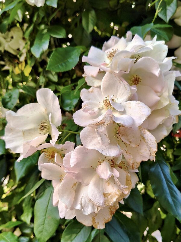 Роза Салли Холмс - Валерий Судачок Роза Салли Холмс - Валерий Судачок