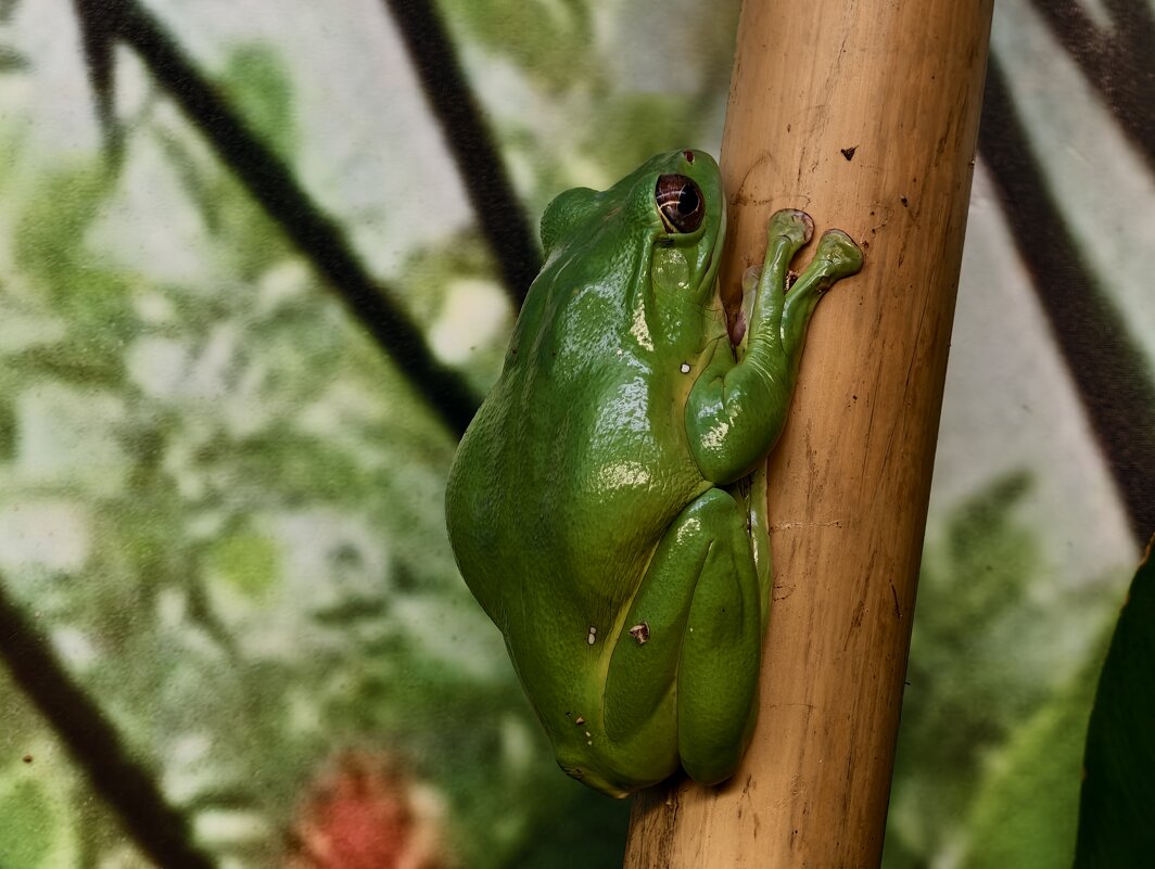 Лягушка - <<< Наташа >>> Лягушка - <<< Наташа >>>