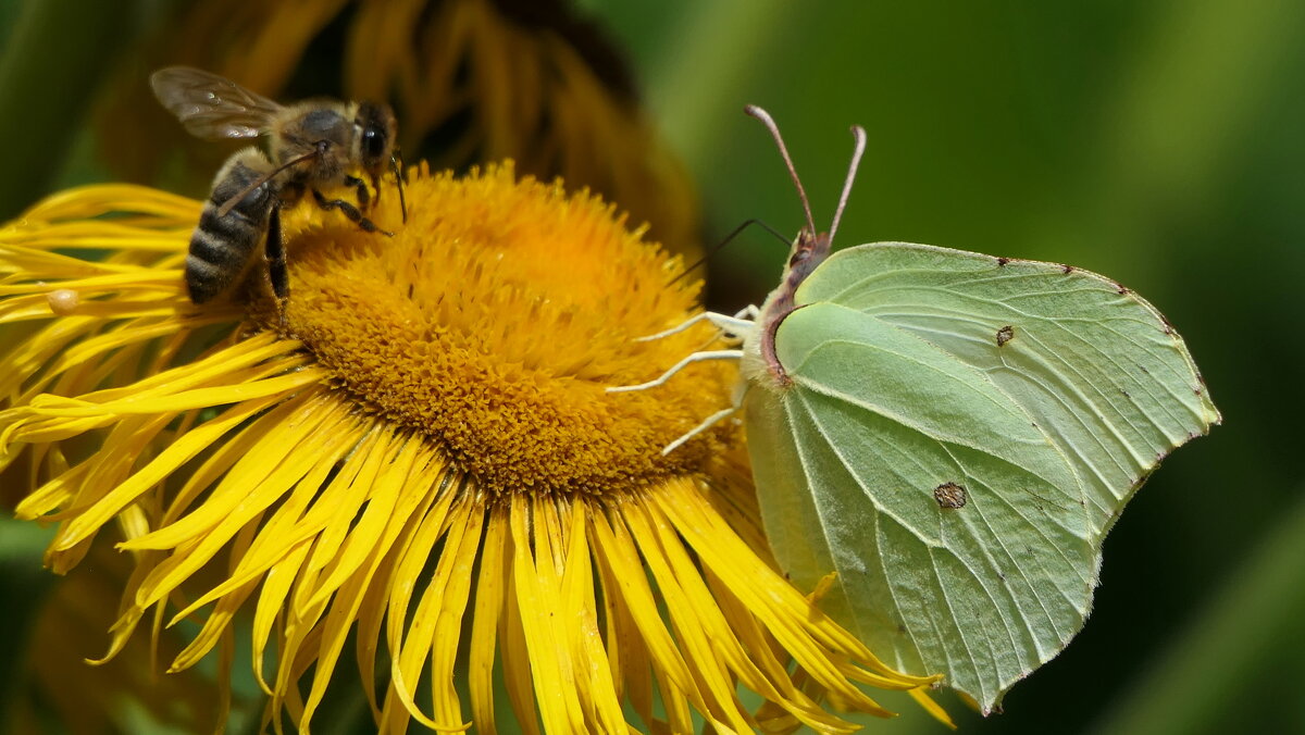 "The Natural World" (Мир Природы) - "The Natural World" Александер "The Natural World" (Мир Природы) - "The Natural World" Александер