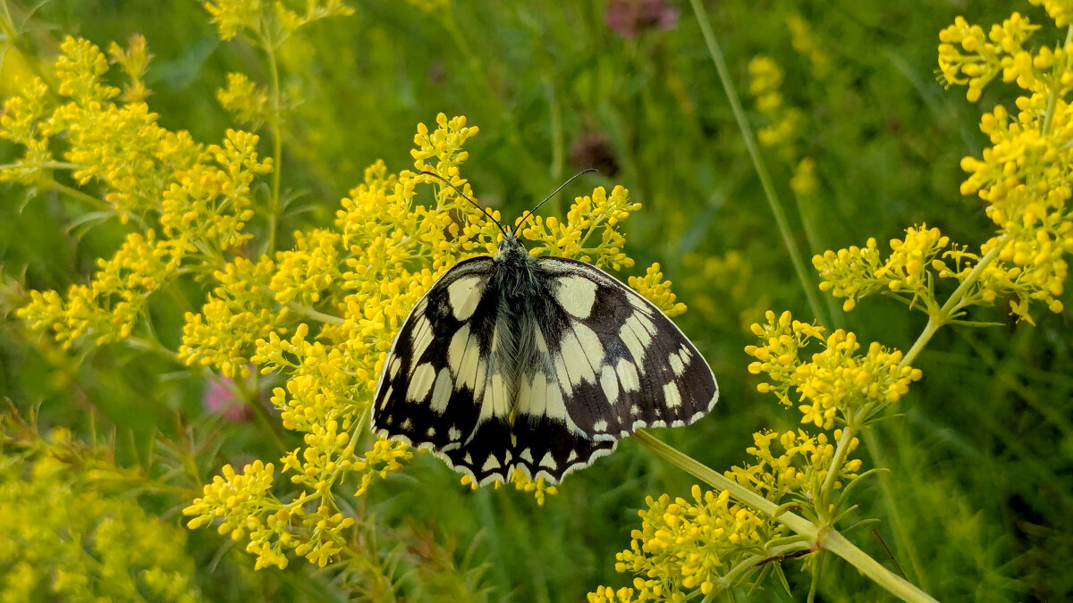 и снова бабочки 2 - Александр Прокудин и снова бабочки 2 - Александр Прокудин