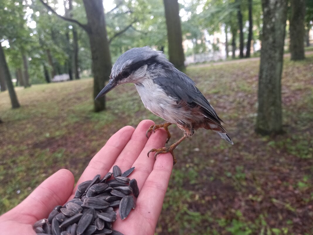 Поползень - Сапсан 