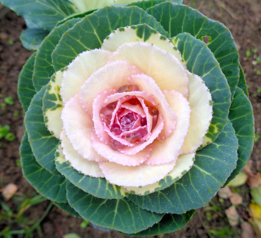 Капуста декоративная - Наталья 