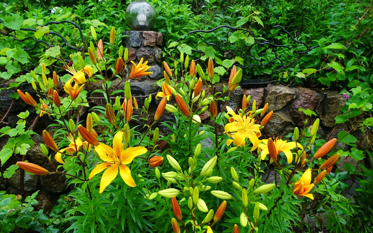 Городские лилии. - Милешкин Владимир Алексеевич 