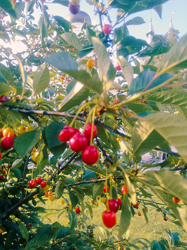 Вишня спеет - Сергей Кочнев