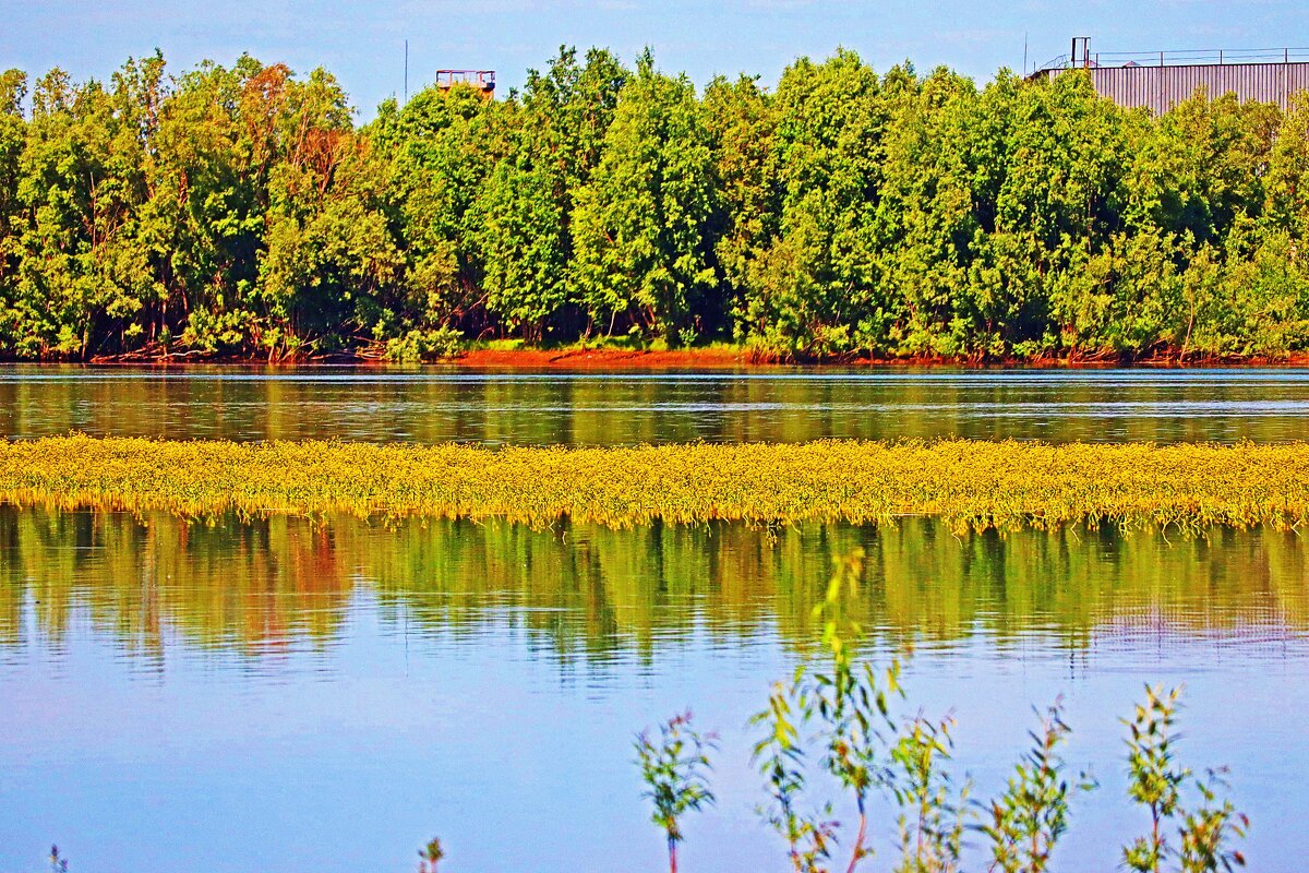 Июнь...Цветет  на  речной отмели калужница... - Владимир 