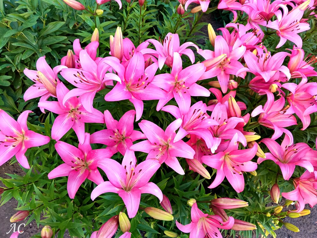 Лилии в цвету - Любовь Сахарова