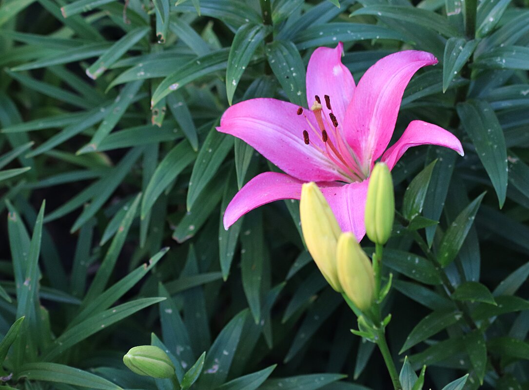 В гордом одиночестве - Любовь Сахарова
