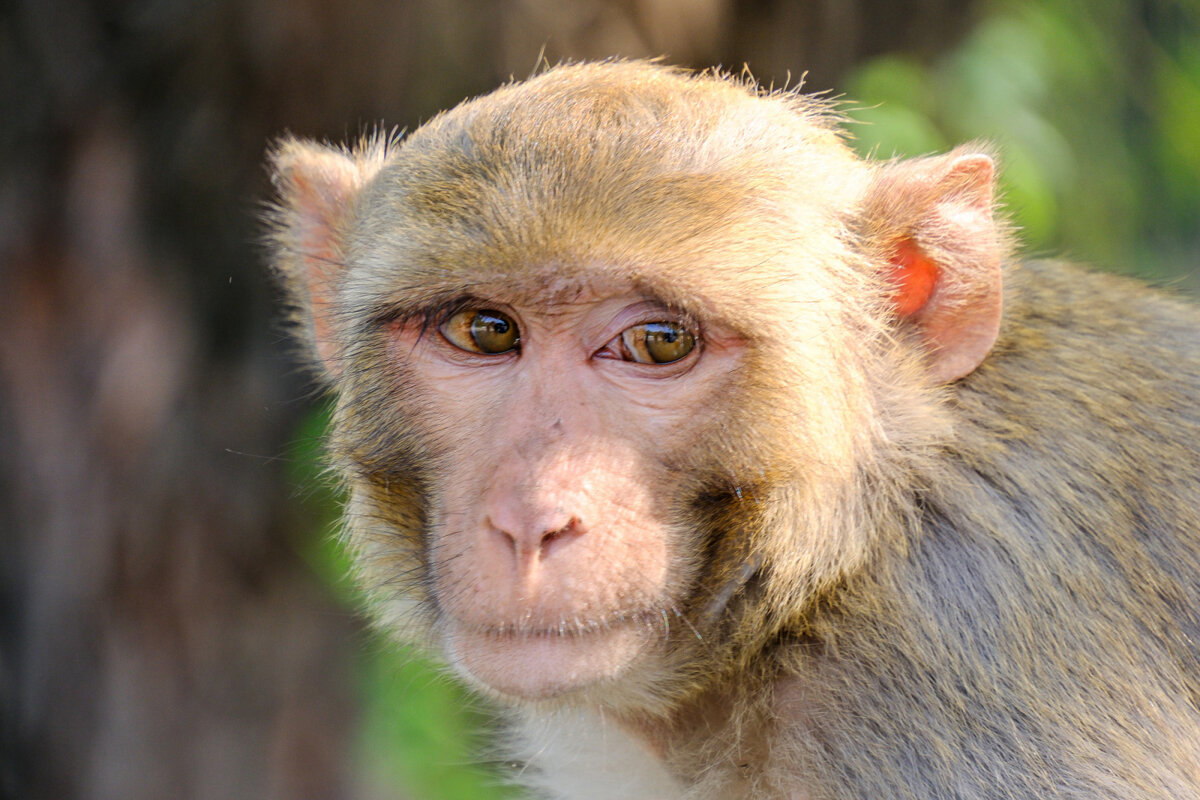 Внимательно смотрит - Георгий А Внимательно смотрит - Георгий А