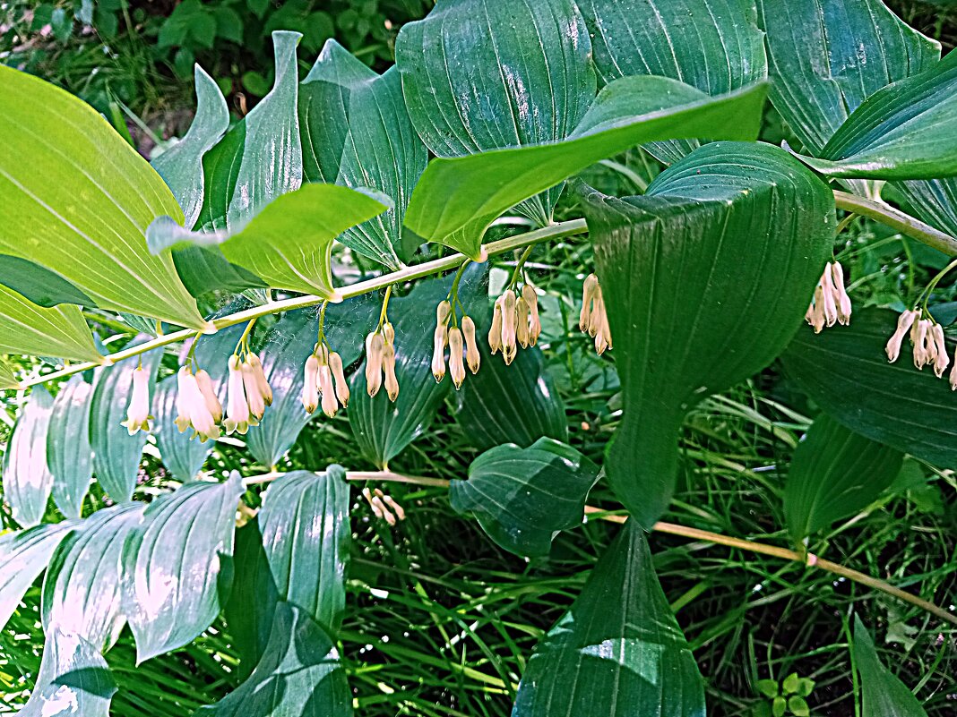 Цветы. - Владимир Драгунский