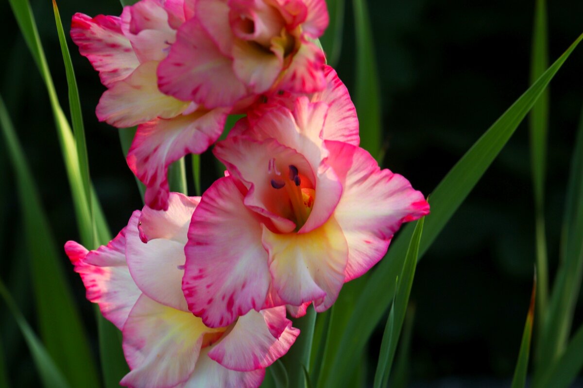 Доброе утро - Юрий. Шмаков