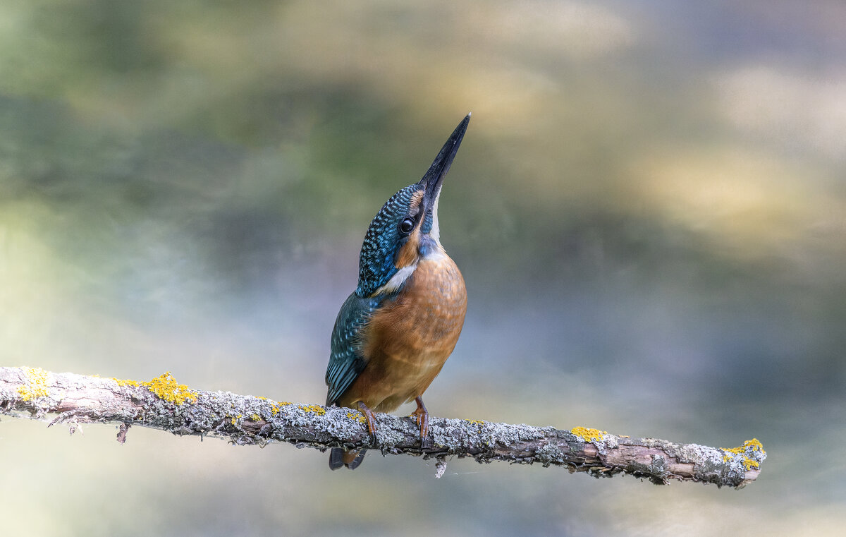 зимородок. - юрий макаров зимородок. - юрий макаров