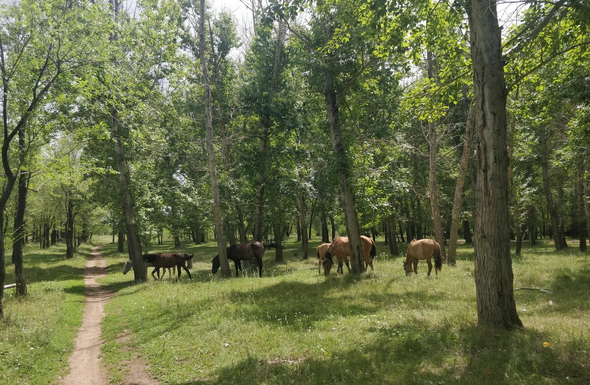 В тишине тополей - Андрей Хлопонин