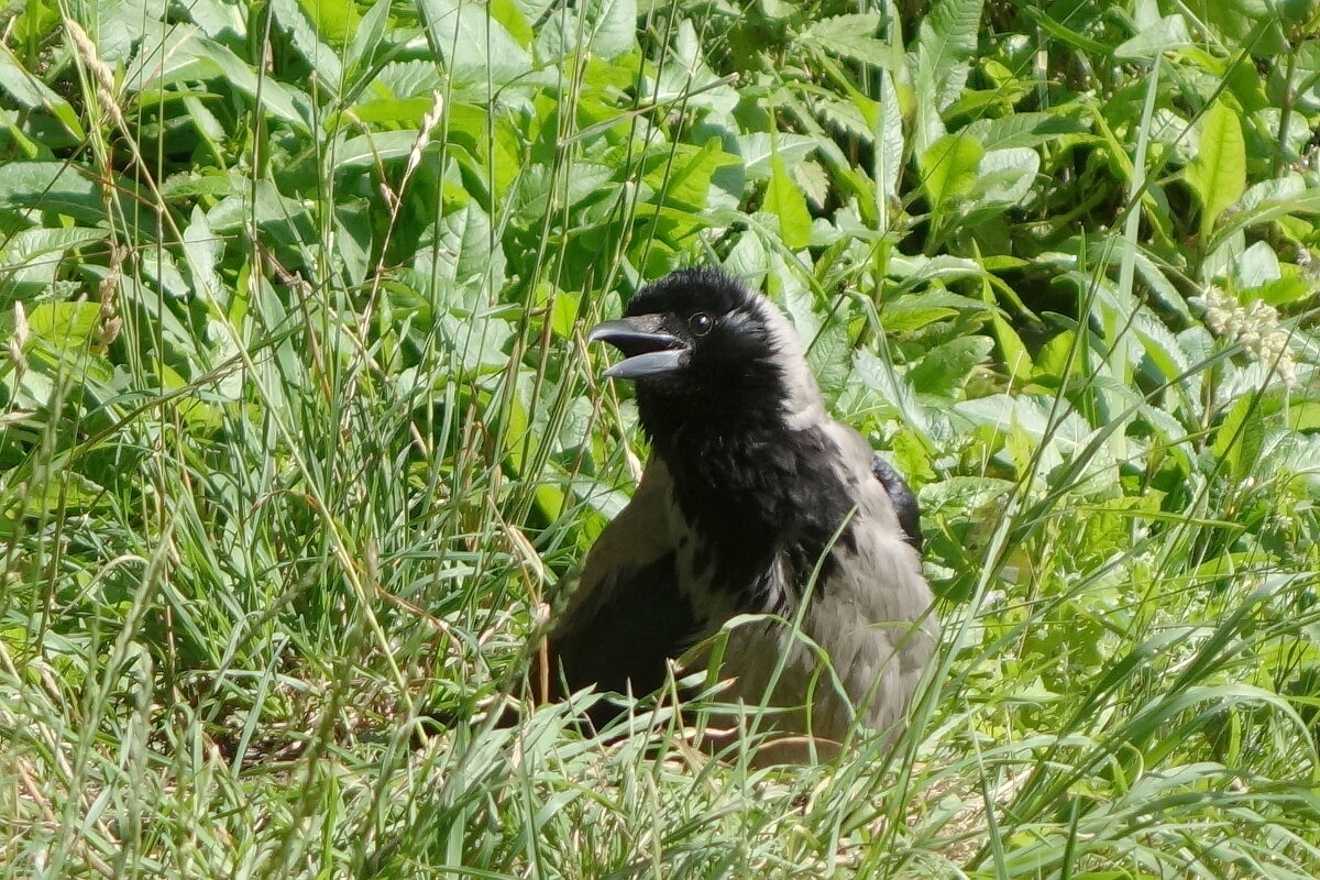 Воронье - Рита Симонова