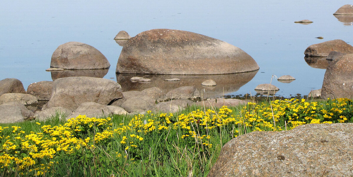 Калужница цветет - Александр Ильчевский 