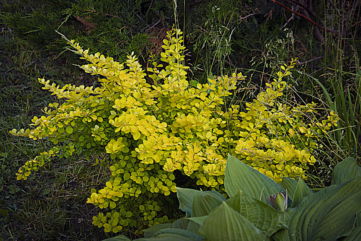 Кустик - Владимир Кроливец
