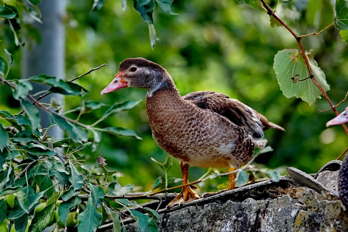 из серии " Когда я был в станице..." - Николай Саржанов