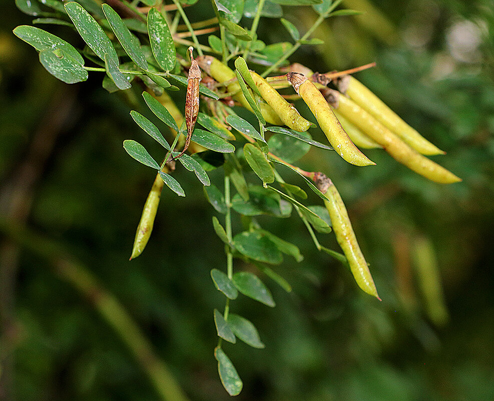 Плоды акации? - Светлана Плоды акации? - Светлана