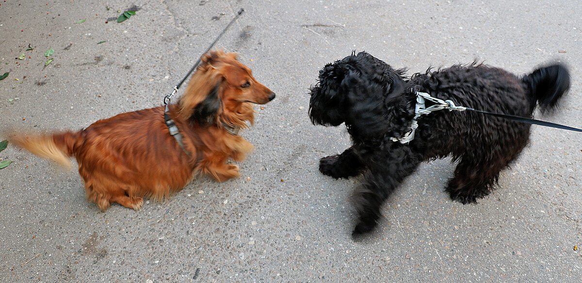 Давай поиграем! - Светлана Давай поиграем! - Светлана