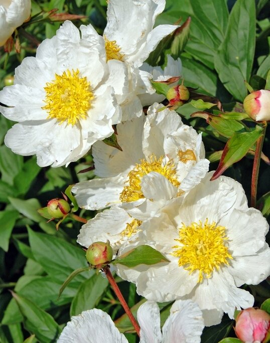 * * * - Елена * * * - Елена