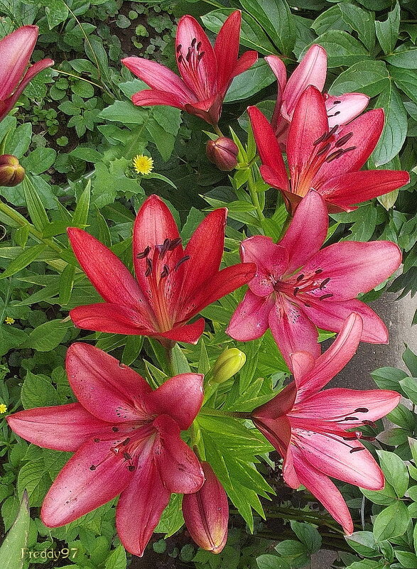 Лилии - Freddy 97