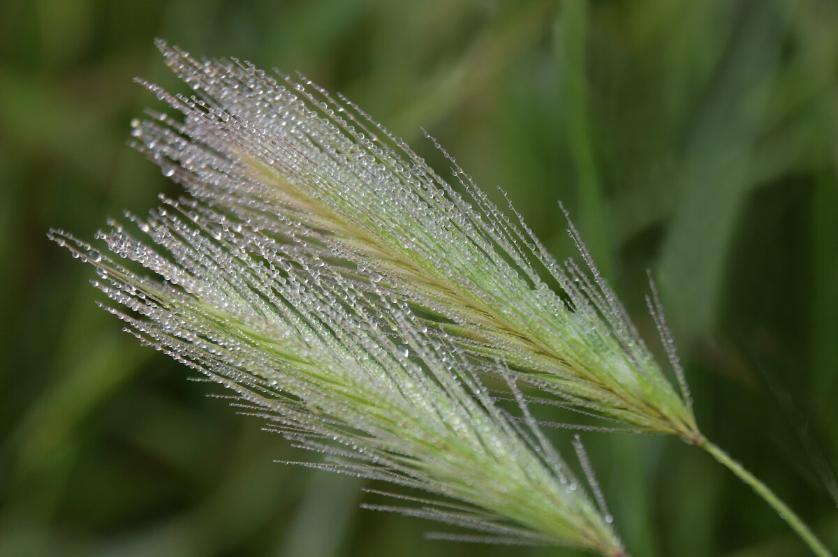 Утренняя роса... - Надежда Куркина 